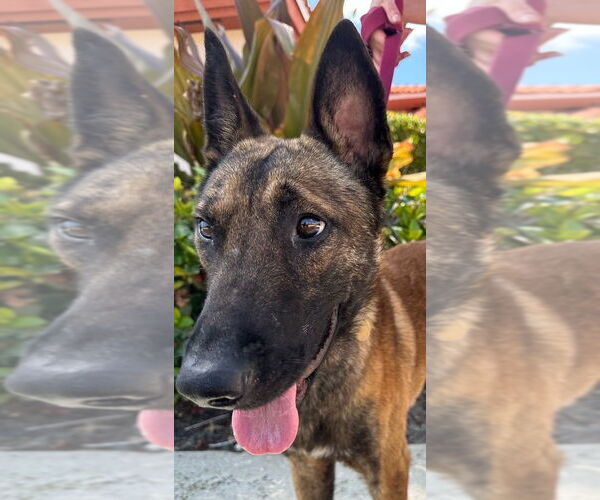 Medium Photo #3 Mutt Puppy For Sale in Imlay City, MI, USA