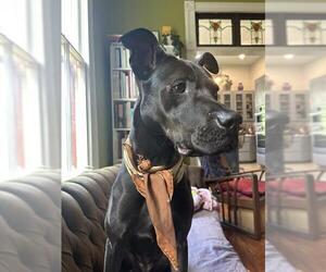 Labrador Retriever-Unknown Mix Dogs for adoption in San Antonio, TX, USA