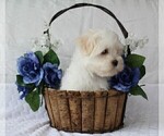 Small Photo #7 Maltese Puppy For Sale in ROCK STREAM, NY, USA