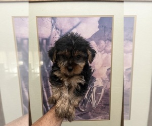 Yorkshire Terrier Puppy for sale in LAKE ELSINORE, CA, USA