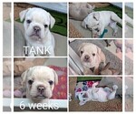 Small Photo #62 French Bulldog Puppy For Sale in MCKINLEYVILLE, CA, USA