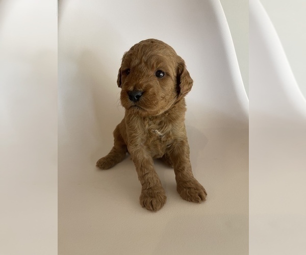 Medium Photo #7 Goldendoodle (Miniature) Puppy For Sale in JENKS, OK, USA