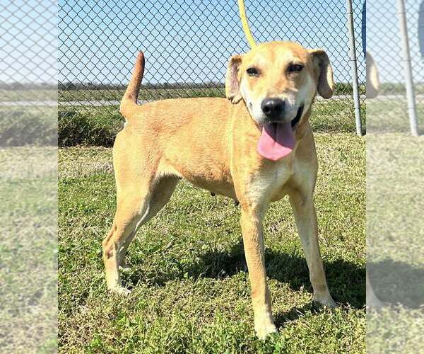 Medium Photo #8 Mutt Puppy For Sale in Abbeville, LA, USA