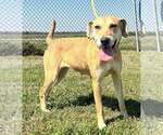 Small Photo #8 Mutt Puppy For Sale in Abbeville, LA, USA