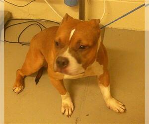 Mutt Dogs for adoption in Sanford, FL, USA
