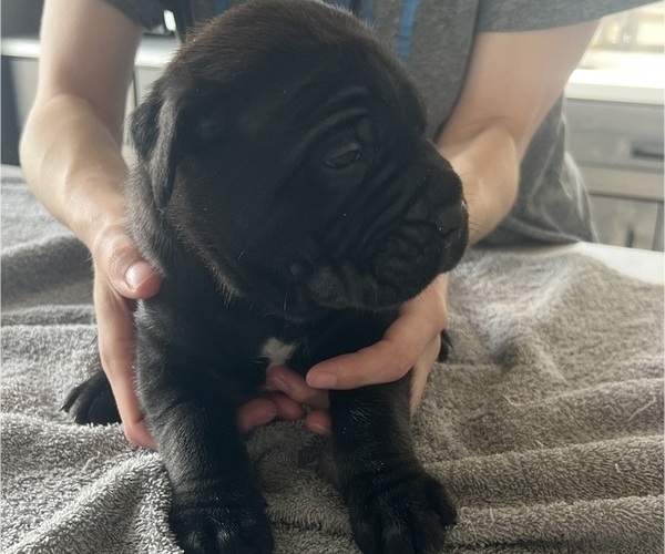 Medium Photo #27 Cane Corso Puppy For Sale in HORACE, ND, USA