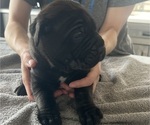 Small #26 Cane Corso