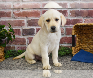 Labrador Retriever Puppy for sale in SYRACUSE, IN, USA