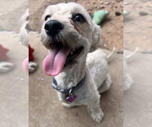 Shih Tzu-Unknown Mix Dogs for adoption in Aurora, CO, USA