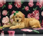 Small Photo #4 Goldendoodle Puppy For Sale in COCHRANVILLE, PA, USA