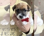 Small #1 Jack Russell Terrier