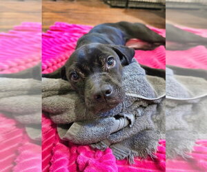 American Pit Bull Terrier-Bulldog Mix Dogs for adoption in Raleigh, NC, USA
