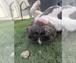 Small Photo #4 American Bulldog-Unknown Mix Puppy For Sale in Calhoun, GA, USA