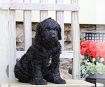 Small #1 Poodle (Standard)