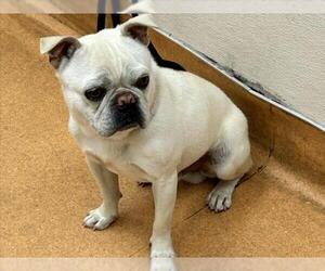 Frenchie Pug Dogs for adoption in Martinez, CA, USA