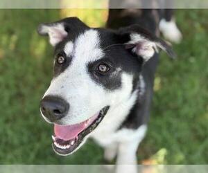 Huskies -Unknown Mix Dogs for adoption in Tulsa, OK, USA