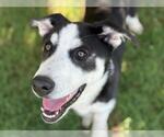 Small Huskies  Mix