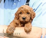 Small #2 Goldendoodle (Miniature)