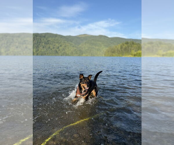 Medium Photo #4 Mutt Puppy For Sale in Bellingham, WA, USA