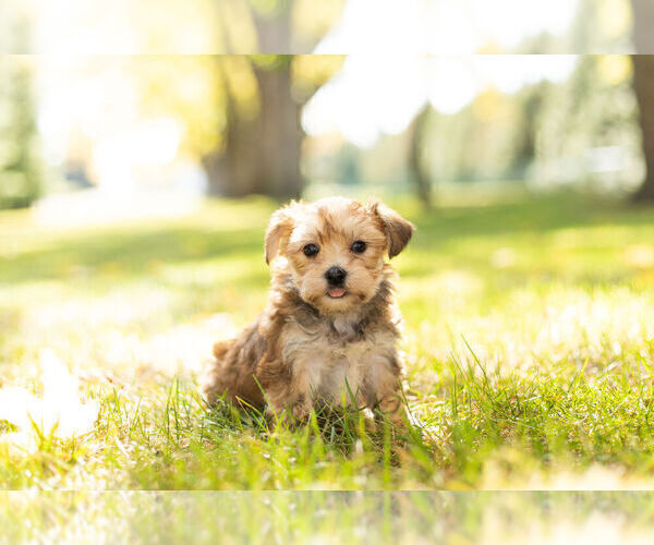 Medium Photo #12 Morkie Puppy For Sale in NAPPANEE, IN, USA