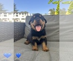Small Photo #9 Rottweiler Puppy For Sale in NAPA, CA, USA