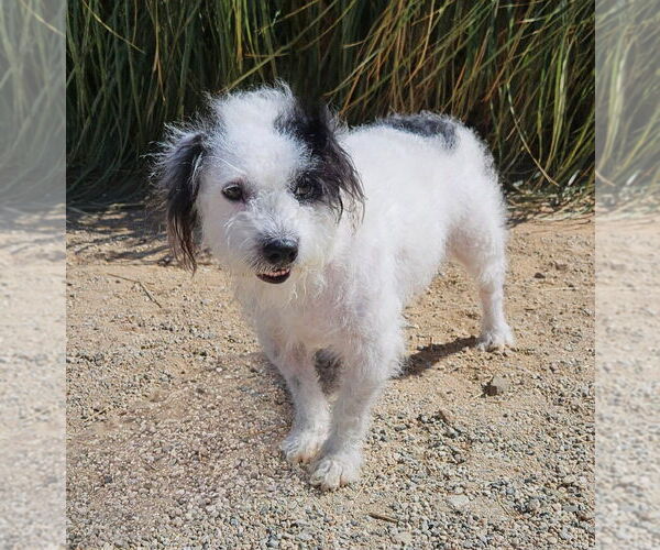Medium Photo #5 Mutt Puppy For Sale in Lake Forest, CA, USA