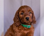 Small Irish Setter-Poodle (Miniature) Mix