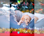 Puppy Duke Goldendoodle