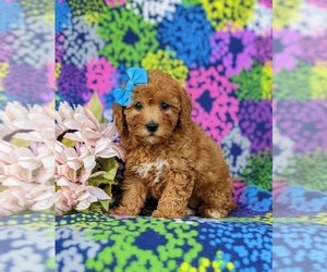 Labradoodle Puppy for sale in OXFORD, PA, USA