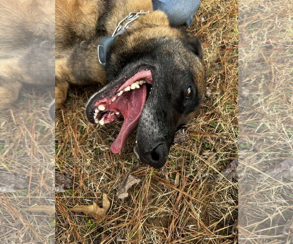 Medium Photo #5 Mutt Puppy For Sale in Stevens Point, WI, USA