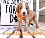 Puppy 4 Labradoodle