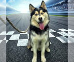Small #2 Siberian Husky