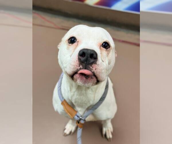 Medium Photo #6 Mutt Puppy For Sale in Crete, IL, USA