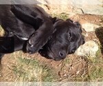 Small Photo #3 Boxador Puppy For Sale in BELEN, NM, USA