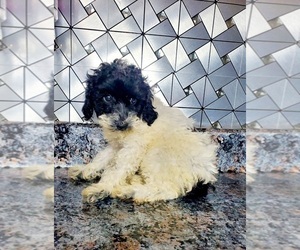 Schnauzer (Miniature) Puppy for sale in GOSHEN, IN, USA
