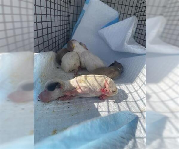 Medium Photo #1 Chihuahua Puppy For Sale in Houston, TX, USA