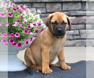 Bullmastiff Puppy for sale in NEW HOLLAND, PA, USA