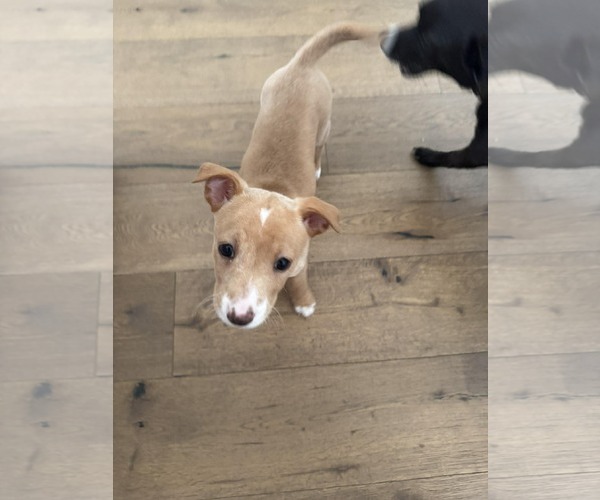 Medium Photo #1 Mutt Puppy For Sale in Holly Springs, NC, USA