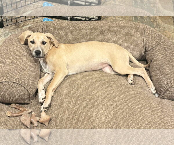 Medium Photo #3 Mutt Puppy For Sale in MECHANICSBURG, PA, USA