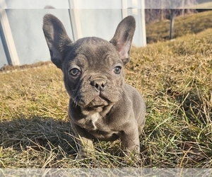 French Bulldog Puppy for sale in PROVIDENCE, RI, USA