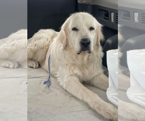 Medium Photo #10 Great Pyrenees Puppy For Sale in Dallas, TX, USA