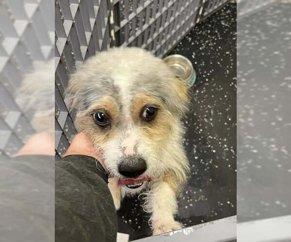 Medium Photo #3 Mutt Puppy For Sale in Jackson Township, NJ, USA