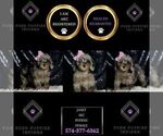 Small Photo #75 Poodle (Miniature) Puppy For Sale in WARSAW, IN, USA