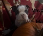 Puppy Pup 3 Maverick Faux Frenchbo Bulldog