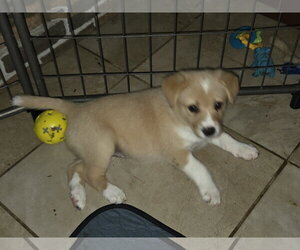 Border Collie-Unknown Mix Dogs for adoption in Garden City, NY, USA