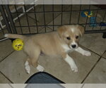 Stark - Female Border Collie-Unknown Mix Dog for Adoption - Small photo