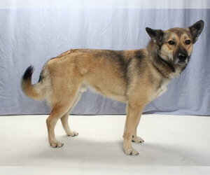 German Shepherd Dog Dogs for adoption in Burbank, CA, USA