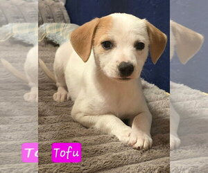 Cheagle Dogs for adoption in Alexander, AR, USA