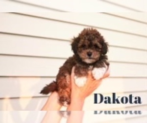 Poovanese Puppy for sale in LONDON, OH, USA