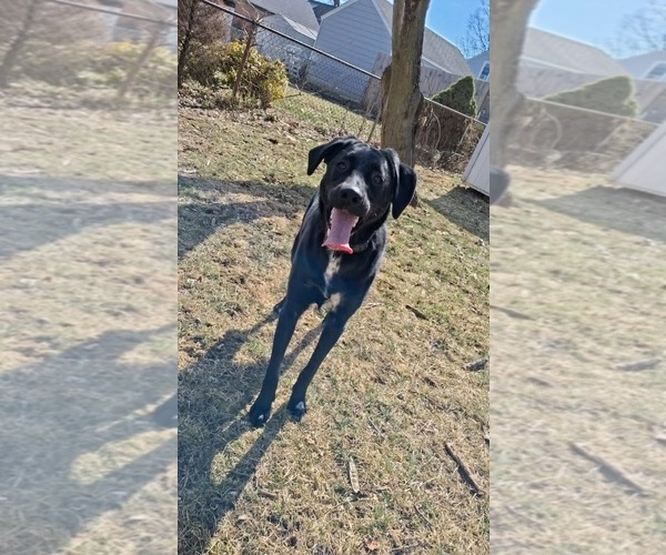 Medium Photo #2 Mutt Puppy For Sale in Germantown, OH, USA